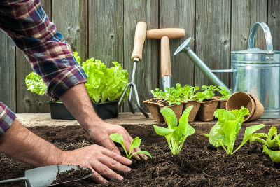 Jardinier débutant au potager