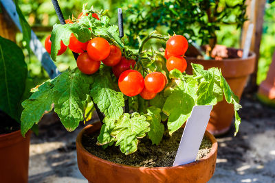 Tomates semées et cultivées en pot