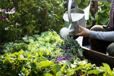 Un jardinier qui arrose efficacement son potager