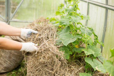 Potager paillé en préparation au départ en vacances