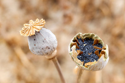 Récolter ses graines de légumes et de fleurs au jardin