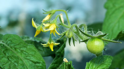 Fleurs de tomates en juin à pincer