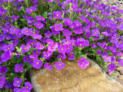 Semer de l'aubriète comme fleurs couvre-sol en terrain rocailleux