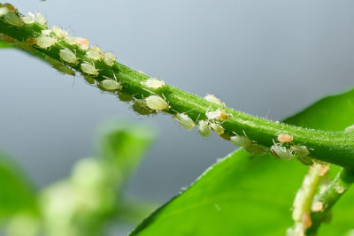 Astuces et conseils pour combattre les pucerons au jardin