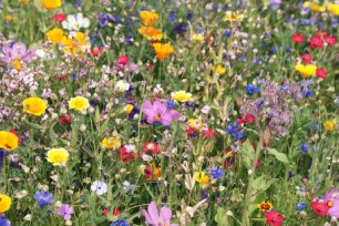 Prairie fleurie