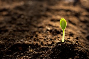 Plante qui pousse sur un sol fertile