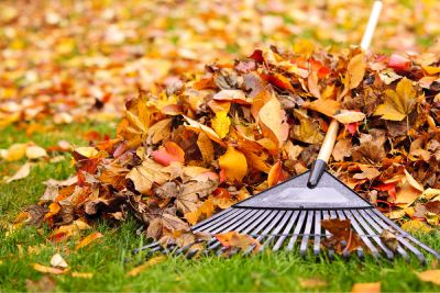 S'occuper de son jardin au mois de novembre : fleurs, arbres, légumes et pelouse