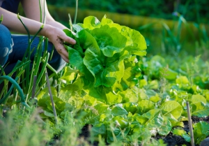 Découvrez comment blanchir ses légumes avec Graines & Semences