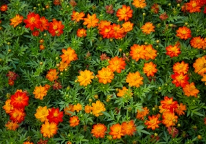 Les plantes tinctoriales à cultiver au jardin