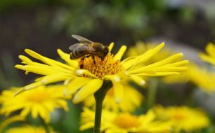 Abeille sur une fleur mellifère 