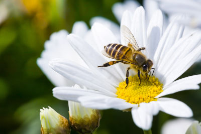 Fleurs mellifères pour attirer les pollinisateurs