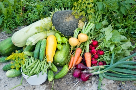 Les travaux à effectuer au mois d'août dans son jardin