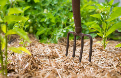 Pailler le potager avant l'hiver