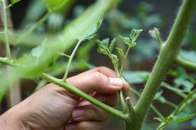 Pratique du pincement en jardinage