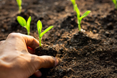 5 raisons pour lesquelles les graines ne germent pas - Mon Jardin