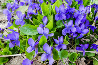 La violette odorante : fleur comestible aux multiples atouts