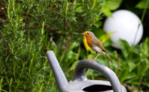 Les 6 plantes qui nourrissent les oiseaux