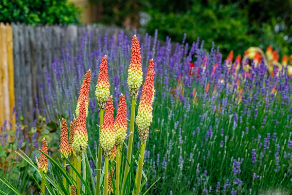 Plantes vivaces pour terrains secs