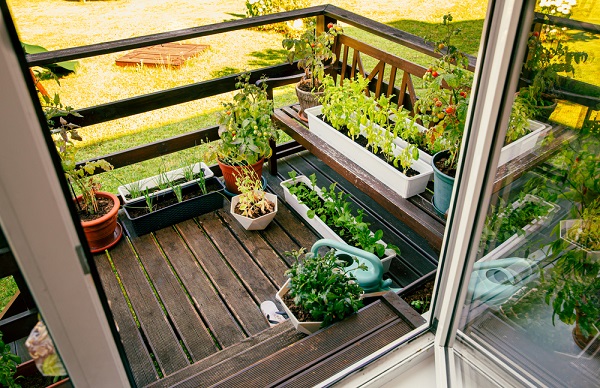 Plantes aromatiques en balcon ou terrasse
