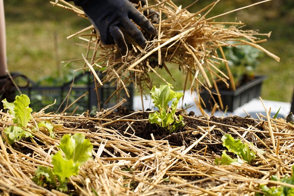 Conseils pour bien arroser son jardin et ses semis