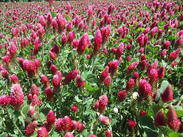 Semis des engrais verts au jardin