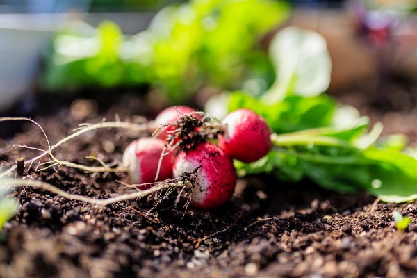 Récolter ses graines de légumes et fleurs