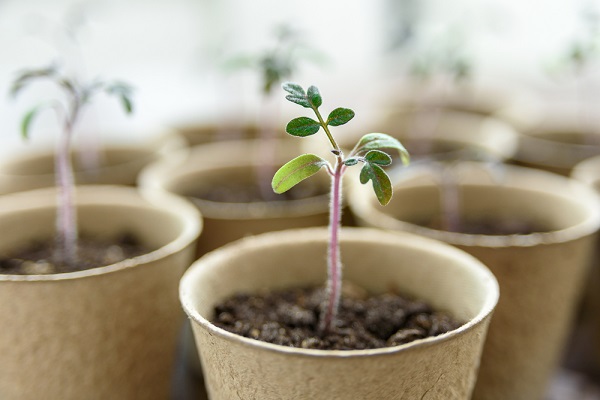 Que semer en février au potager ? - Fiches pratiques du jardin