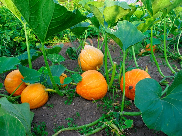 Semis de légumes et travaux de jardinage en septembre