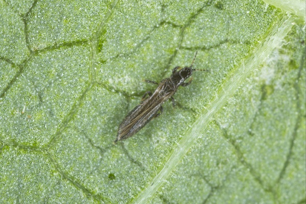 Insectes ravageurs et nuisibles, comment les éloigner du jardin?