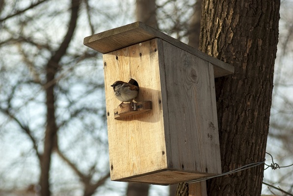 Nichoirs pour oiseaux du jardin