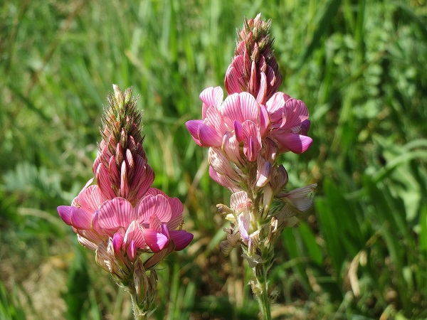 Semer des engrais verts au jardin