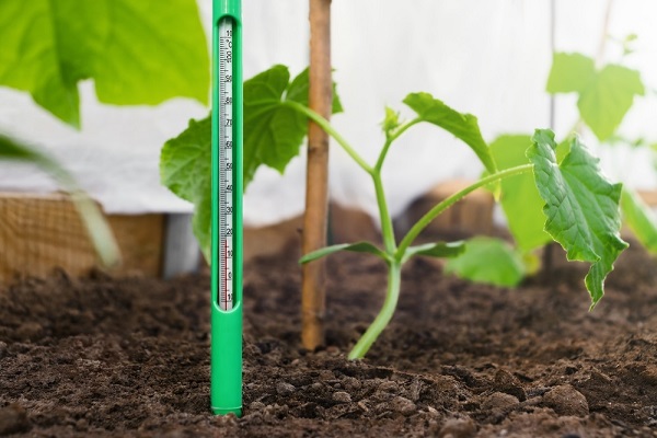 Semis de fleurs et de légumes en mars, conseils