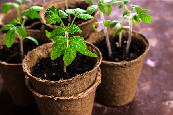 Comment réaliser avec succès vos semis de graine de tomate ?