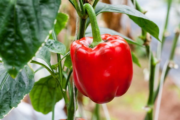 Semis et récolte de légumes en août