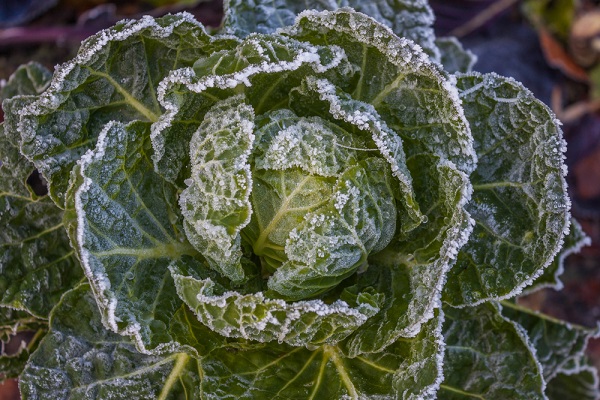 Semis et cultures au jardin en janvier