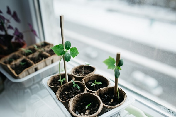 Semis et travaux de jardinage en mars