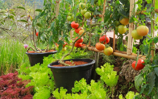 Cultiver un potager pour faire face à l'inflation