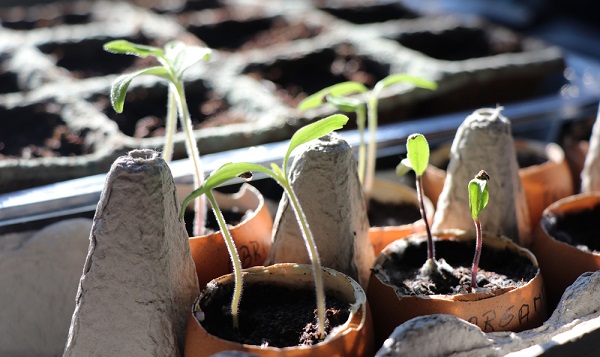 Semis de légumes en février au jardin