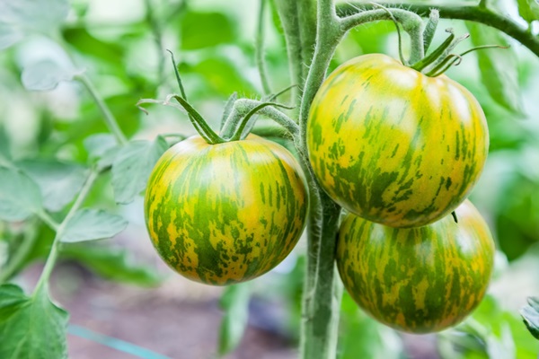 Tomates à cultiver au jardin