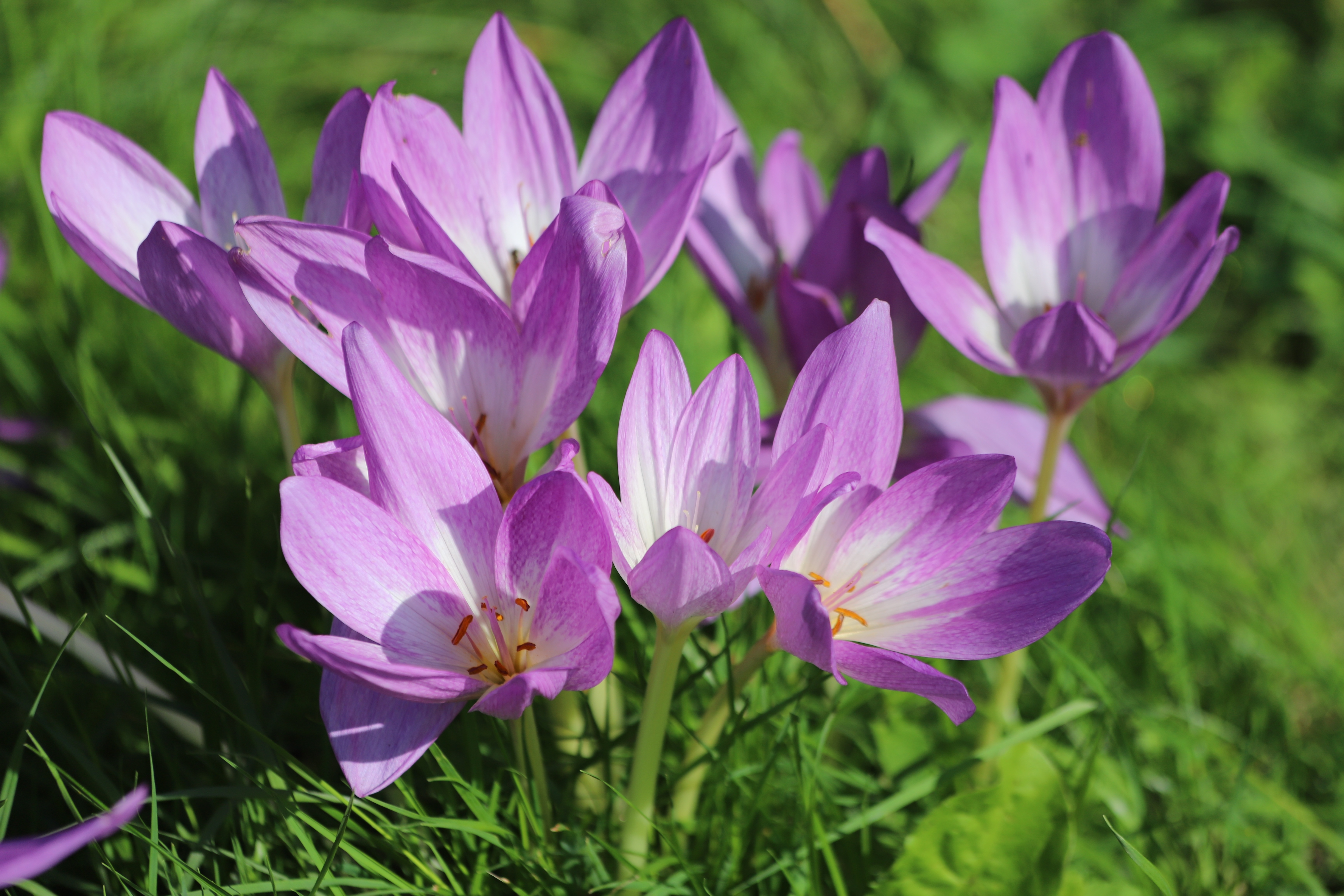 Fleurs et bulbes de Coclchique