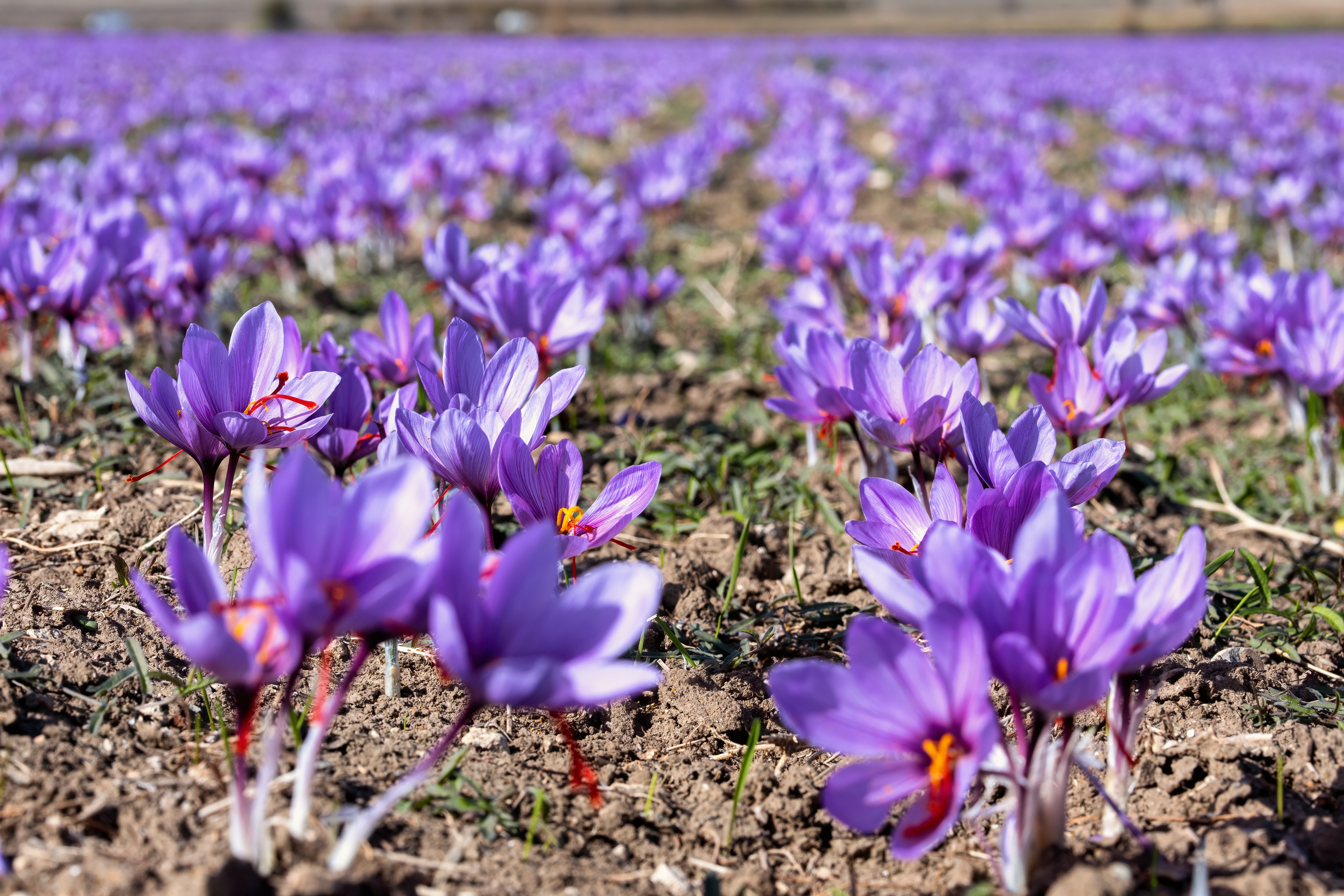 Fleurs de crocus à safran