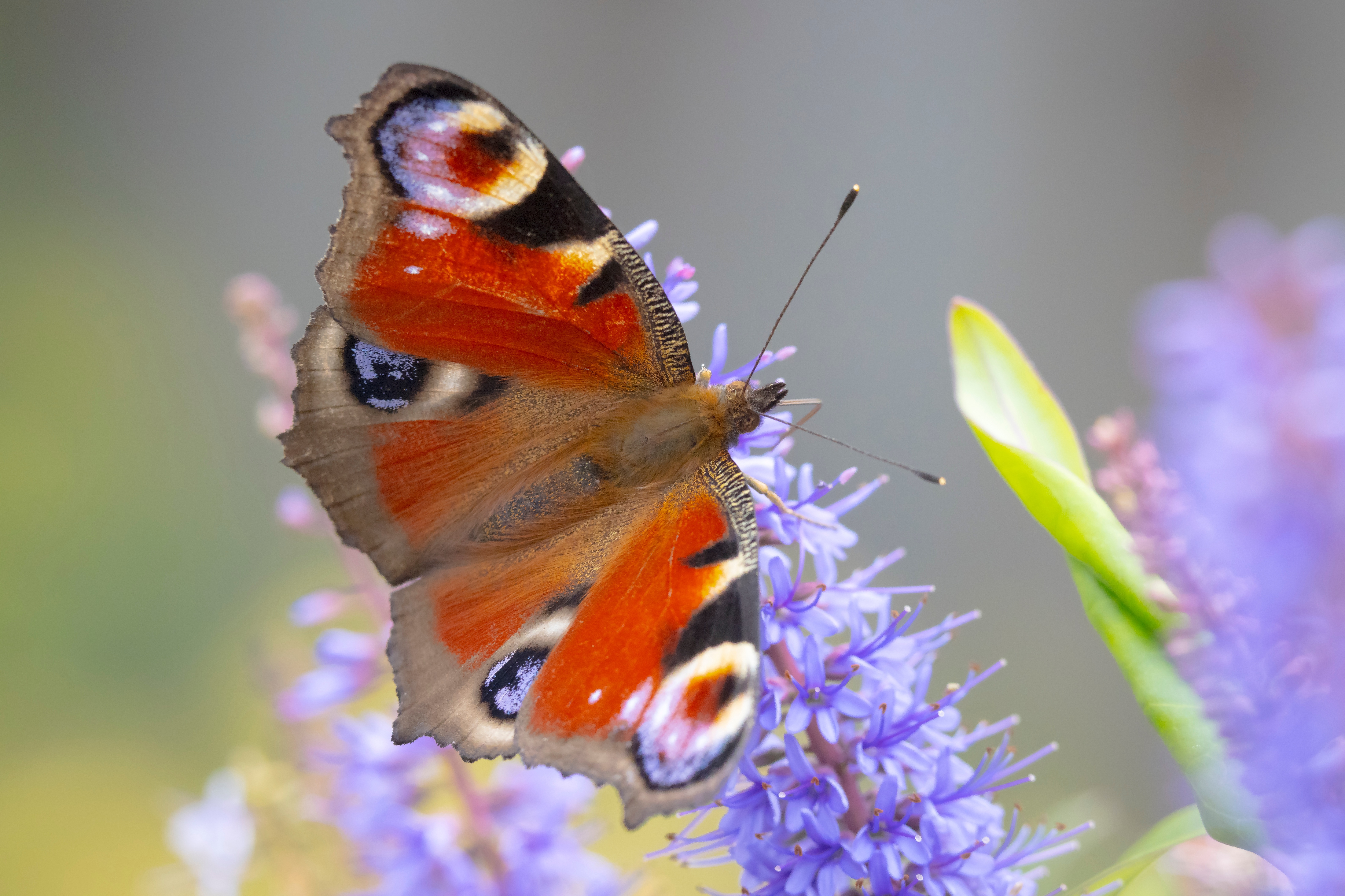 Papillon Paon du jour