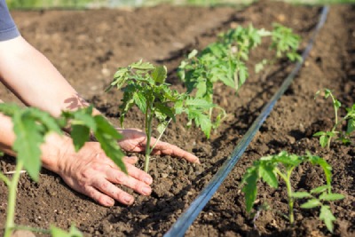 Buttes dans un potager débutant