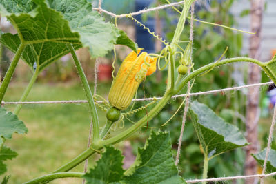 Faire grimper les cucurbitacées au potager