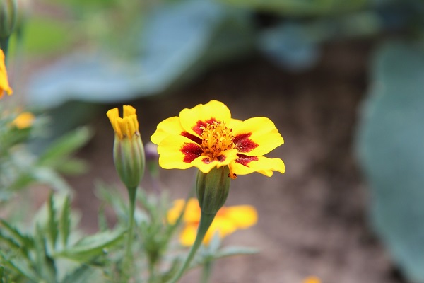 Quelles graines de fleurs semer avec les enfants?