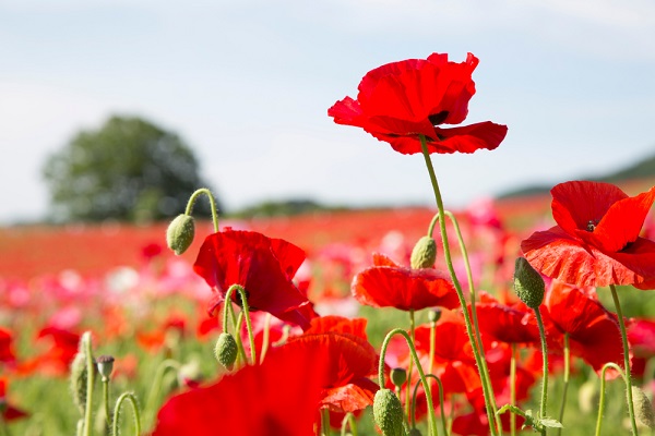 Coquelicot, Pavot : semis, floraison, culture et entretien