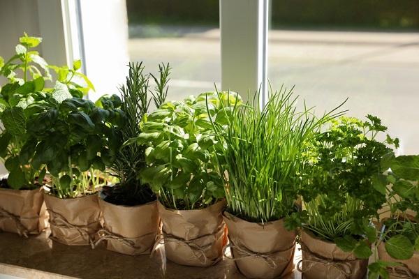 Fleur De Plante D'intérieur Dans Un Pot Terreau Pour La Plantation