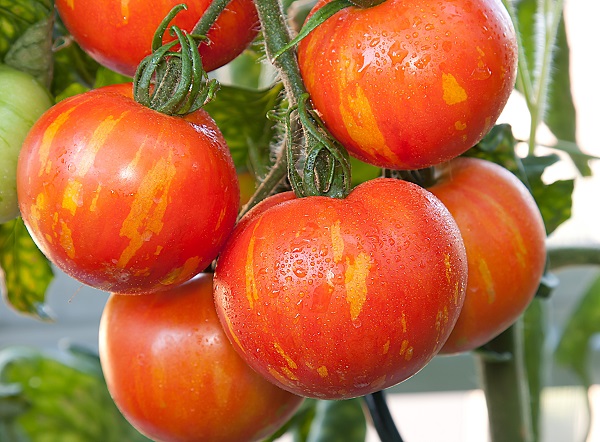 Tomate : culture, plantation, entretien, récolte - Terre Vivante