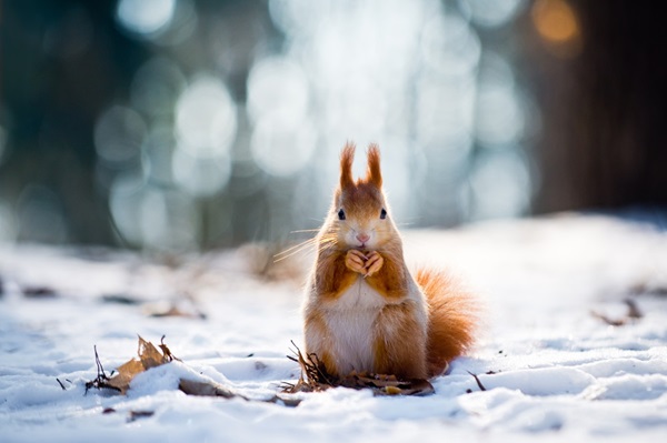 Nourrir les écureuils en hiver