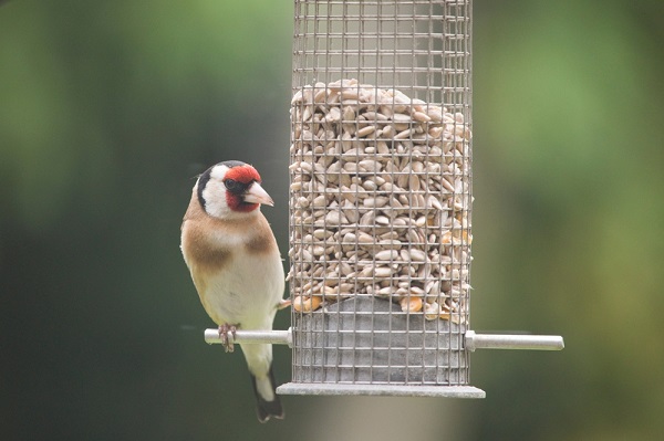 Mangeoire oiseaux grillage